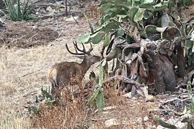 Fauna di Marettimo